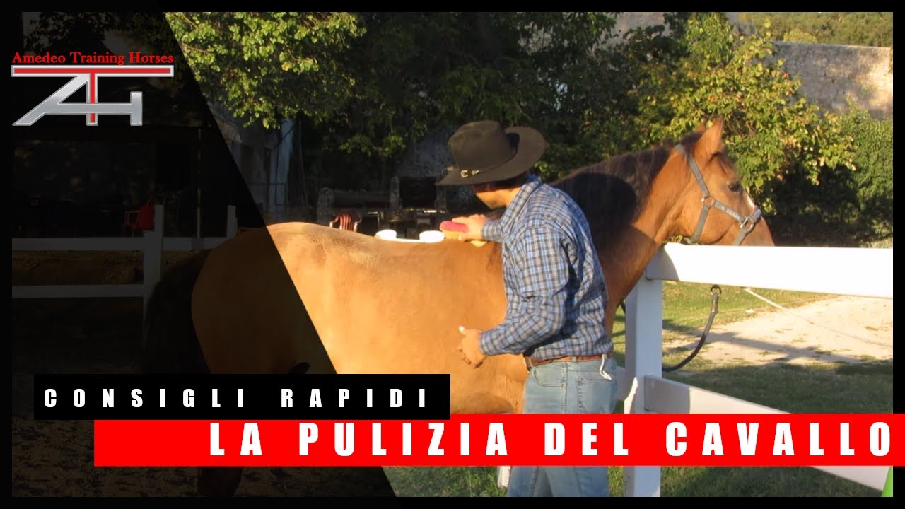 CONSIGLI RAPIDI - Pulizia del cavallo