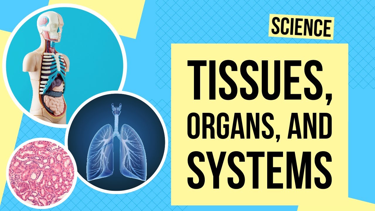 Tissues, Organs, and Systems | Science Lesson
