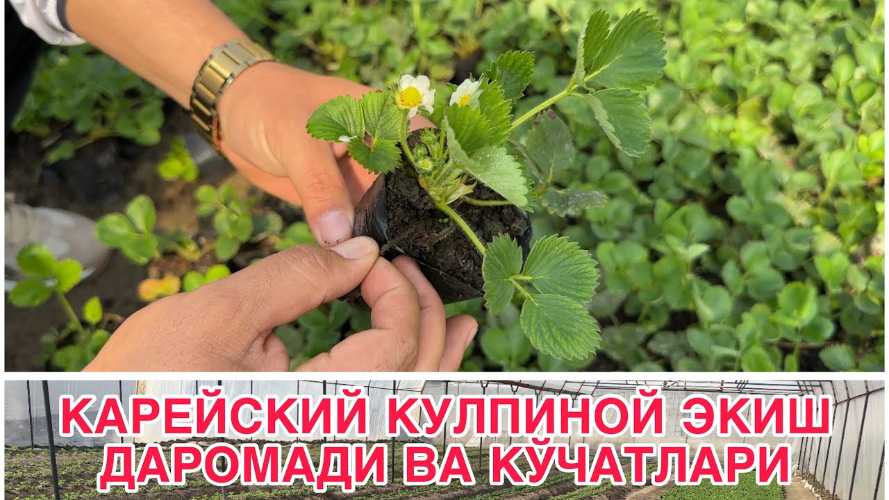 КИЛПИНОЙ ЭКИБ ДАРОМАД КИЛИШ 2025