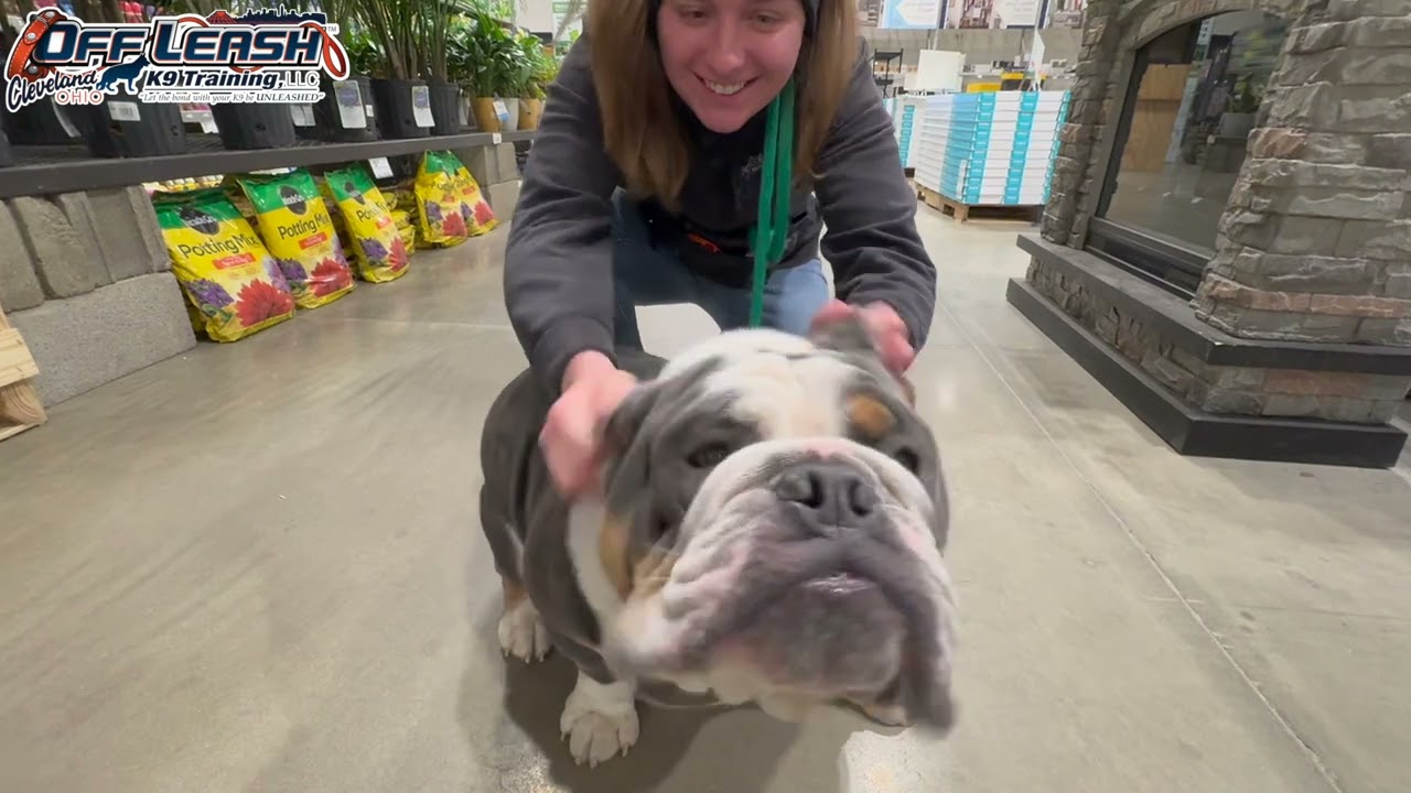 Samson | 10 Month Old Bulldog | Best Dog Trainer Cleveland, Ohio | Off Leash Obedience
