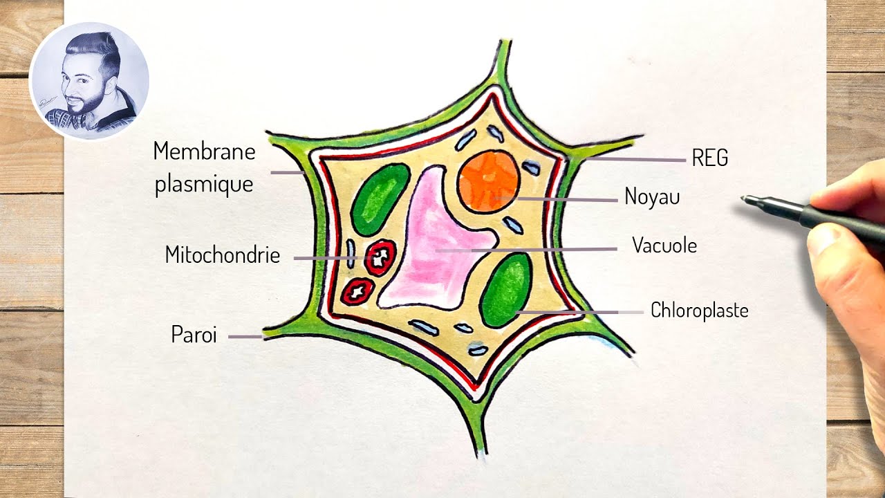 Comment dessiner une cellule v&eacute;g&eacute;tale