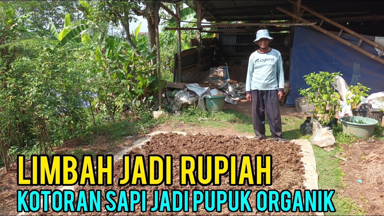 Kotoran Sapi Diolah Menjadi Pupuk Organik Bisa Hasilkan Cuan