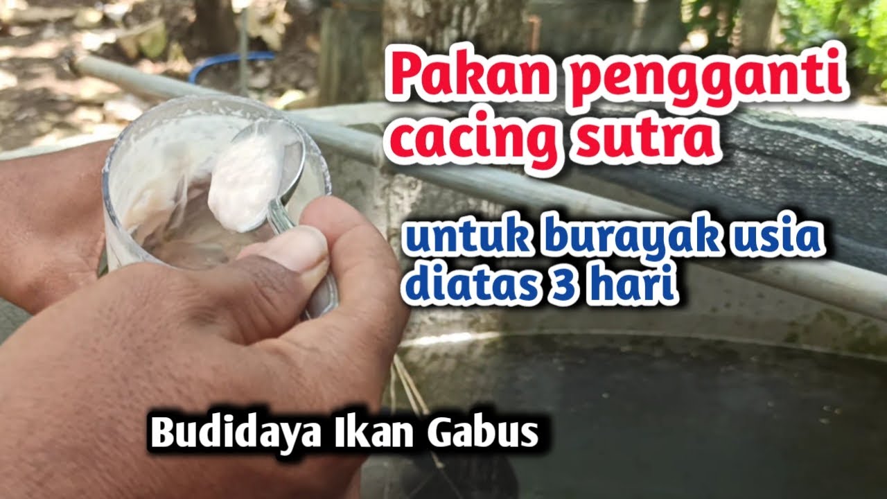 Pakan Pengganti Cacing Sutra Untuk Burayak || Budidaya Ikan Gabus