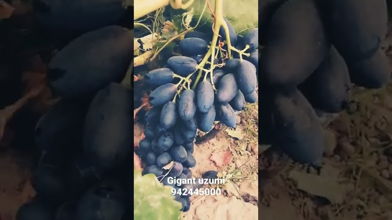 Gigant uzum navi. Samarqand uzumi