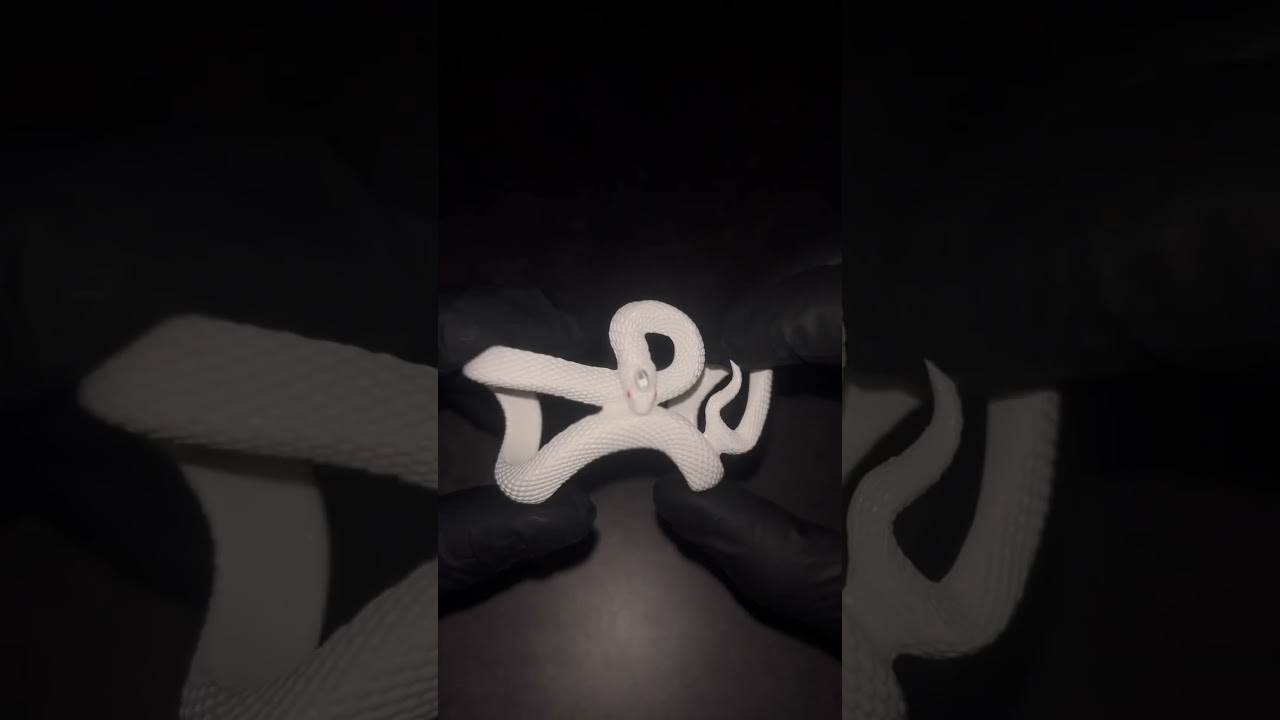 The best AIRPOD CASE😈🐍 #airpods #airpodcase #airpodsprocase