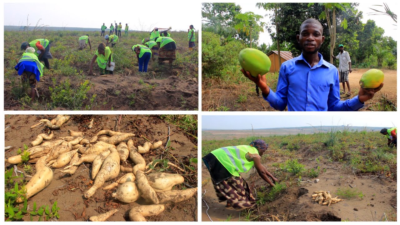 Découverte COMMUNE DE MALUKU PLATEAU DE BATEKE AU FERME AGRICOLE AVEC L'ASSOCIATION LES ARCHANGES