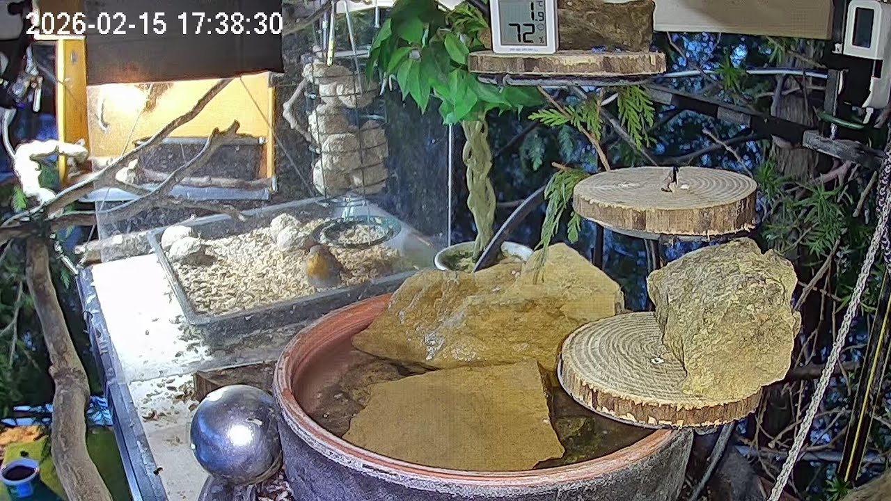 Ruhiger später Nachmittag am Vogel-Spa (15.02.2026)