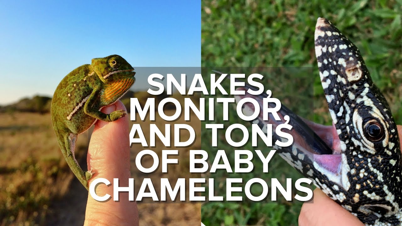 SNAKES, NILE MONITOR AND CHAMELEONS!