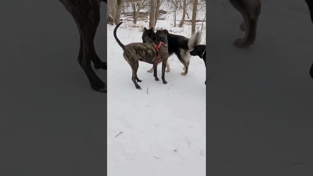 2 Dominant Dogs Try to PUNK My Dog at the Dog Park 