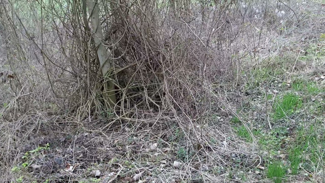 Unterwegs im Wald #1 - Eine seltene Spezies entdecken