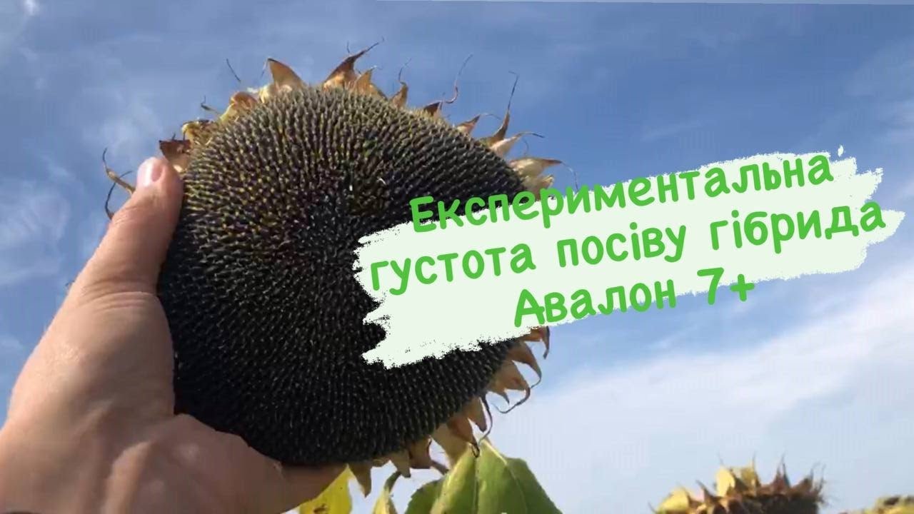 Експериментальна густота посіву гібрида Авалон 7+