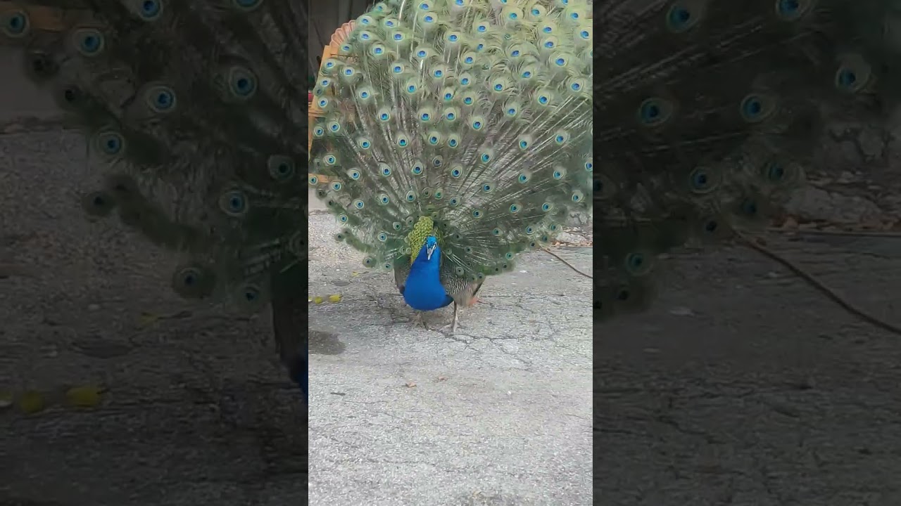 Amorous Peacock