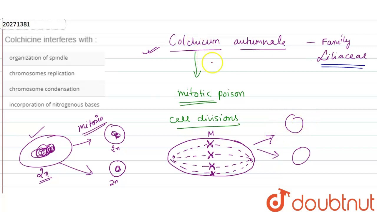 Colchicine interferes with :