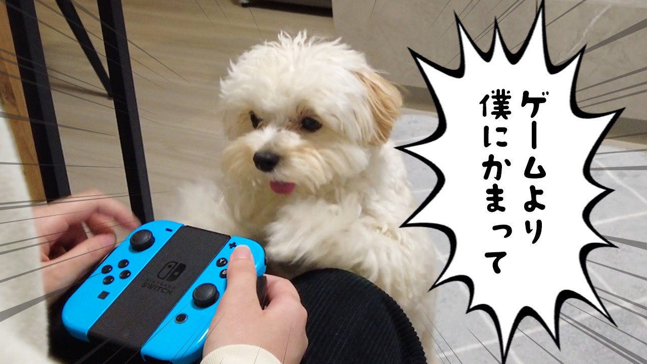 ゲーム中にちょっかいかけてくるもふもふ子犬【マルプー】