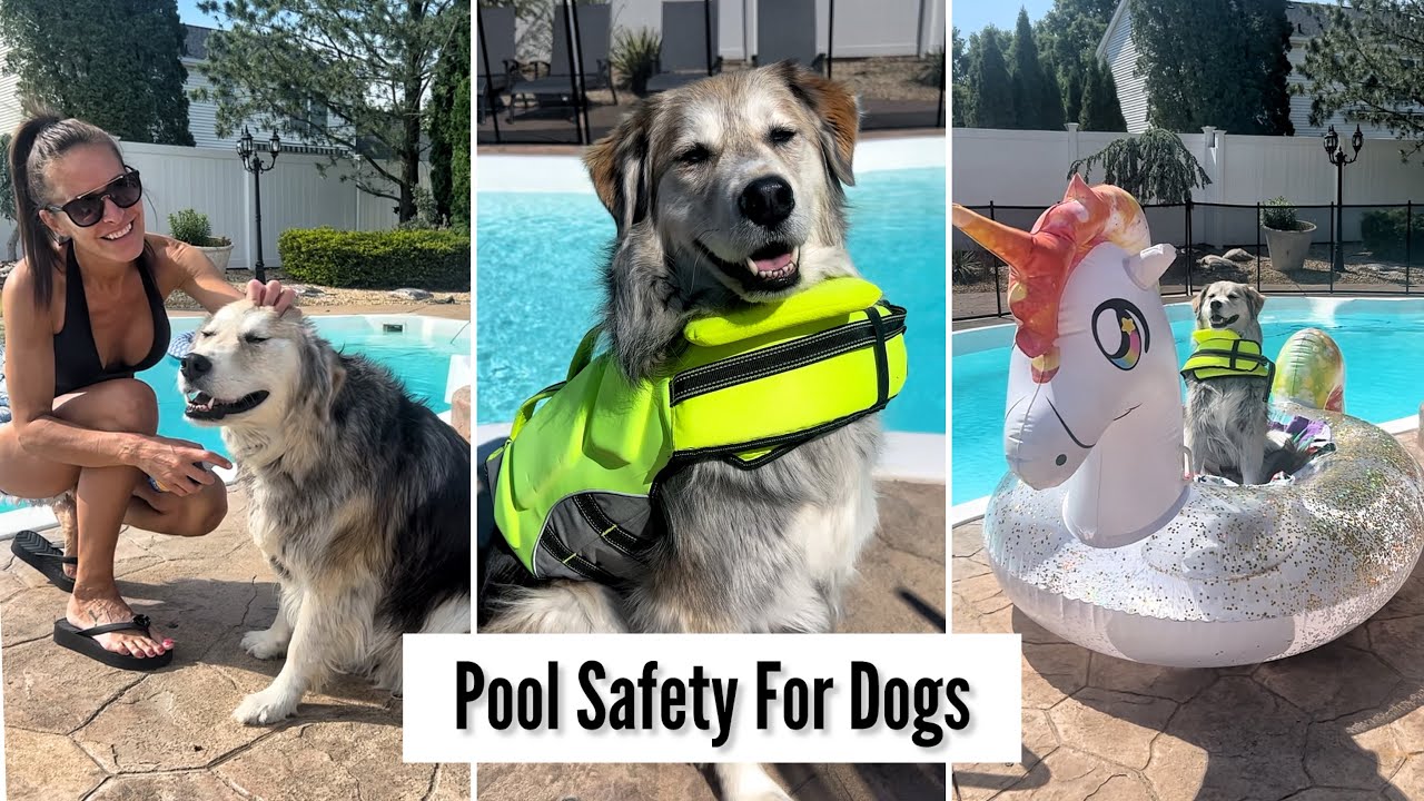 Pool Safety for Dogs
