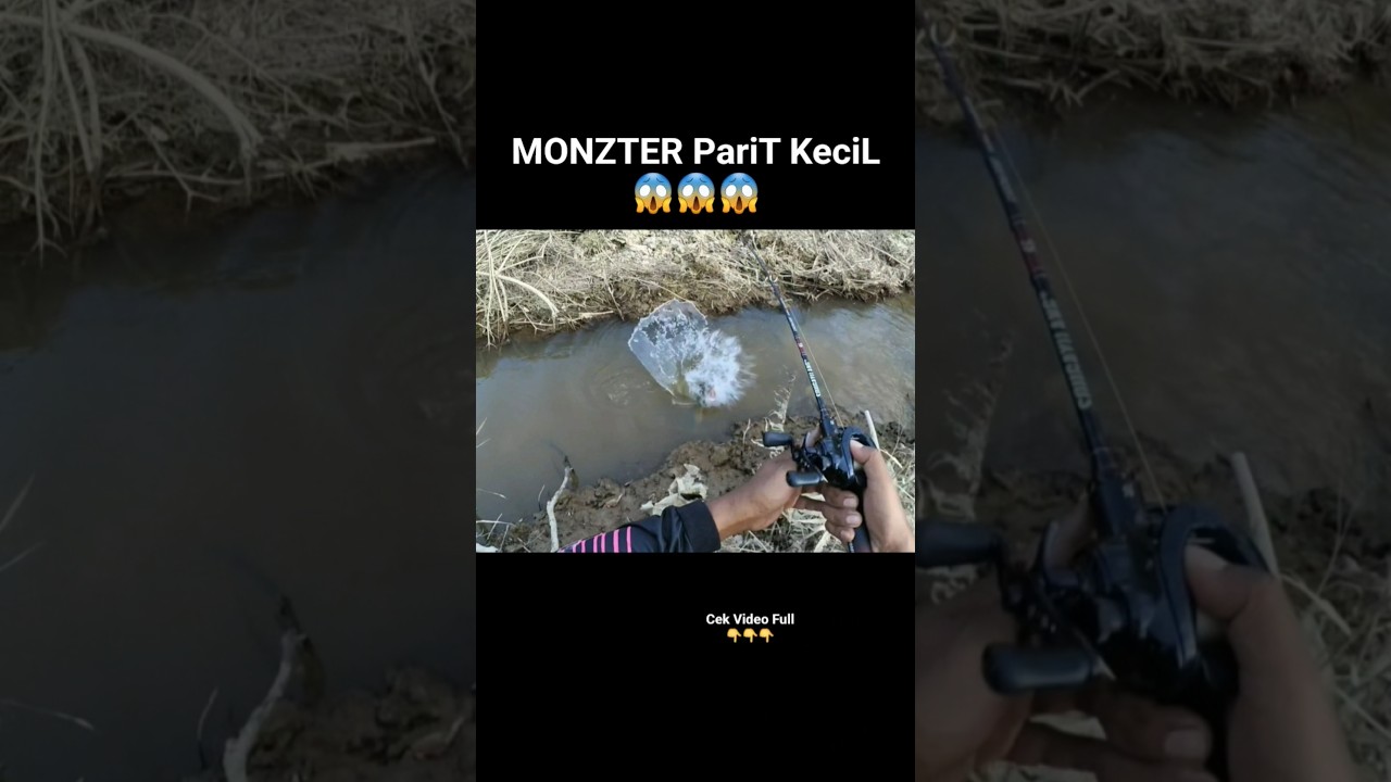 😱 Monster Di Parit Kecil Mancing Casting 🎣🔥💪💪#indranfish #mancing #fishing