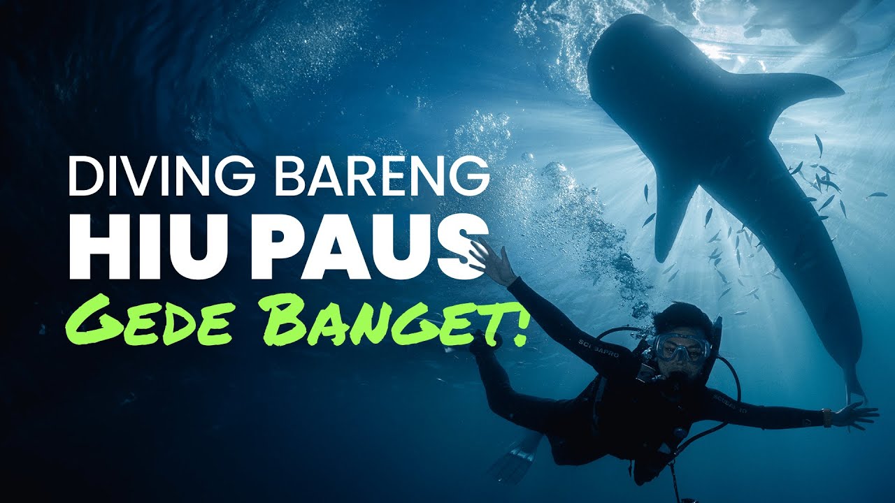 Diving Bareng Hiu Paus di Gorontalo!