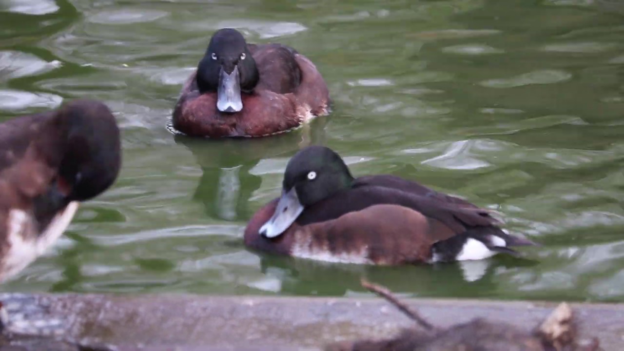 Endangered Baer's pochard courtship