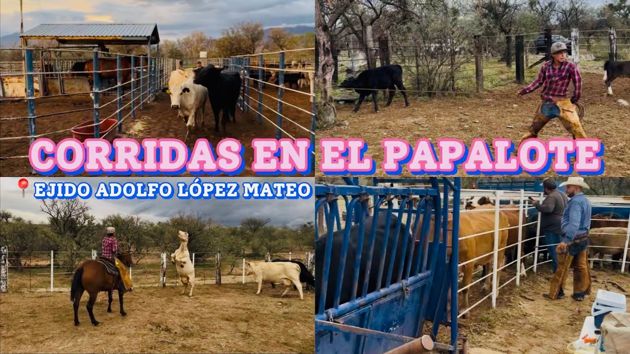 TRABAJANDO EL GANADO SALVAJE ‼️SE VACUNÓ 💉Y ARETO LO BUENO 🐮, LO OTRO SE FUE ALA VENTA 💰💲