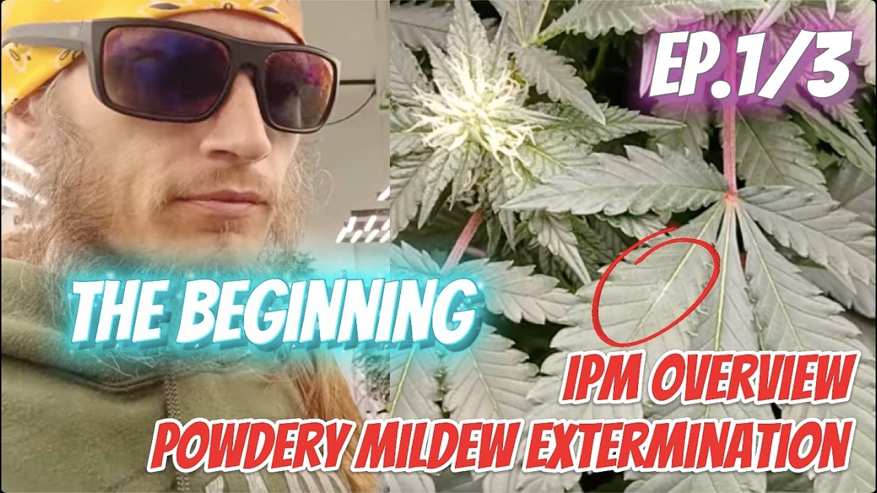 Craft Commercial Cannabis Powdery Mildew Extermination Ep 1 of 3 IPM Overview: The Beginning