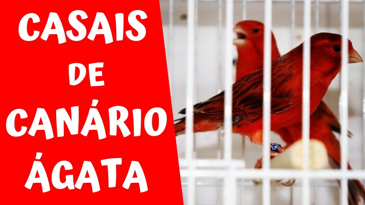 MEUS CASAIS DE CANÁRIO ÁGATA Veja os acasalamentos loucos que estou fazendo