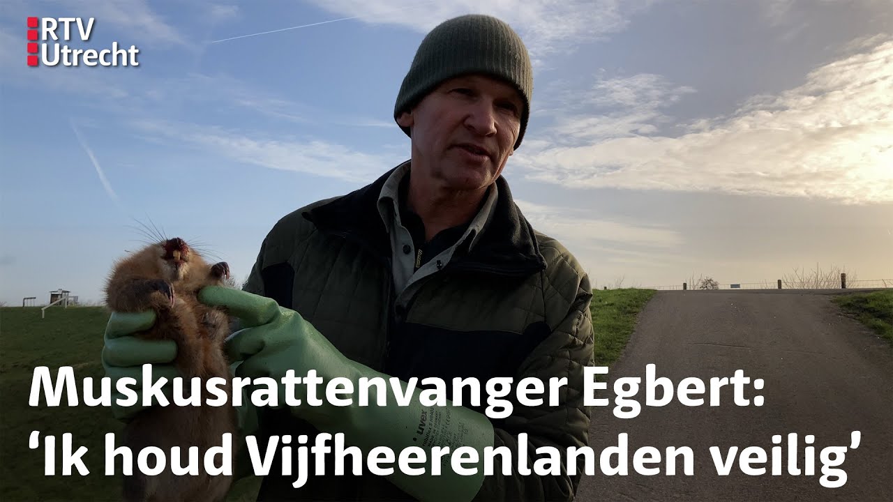 Muskusrat heeft het zwaar langs de Lek