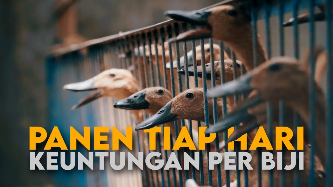 Ternak Bebek Petelur Kering Intensif, Panen Telur Tiap Hari Untung Tiap Hari