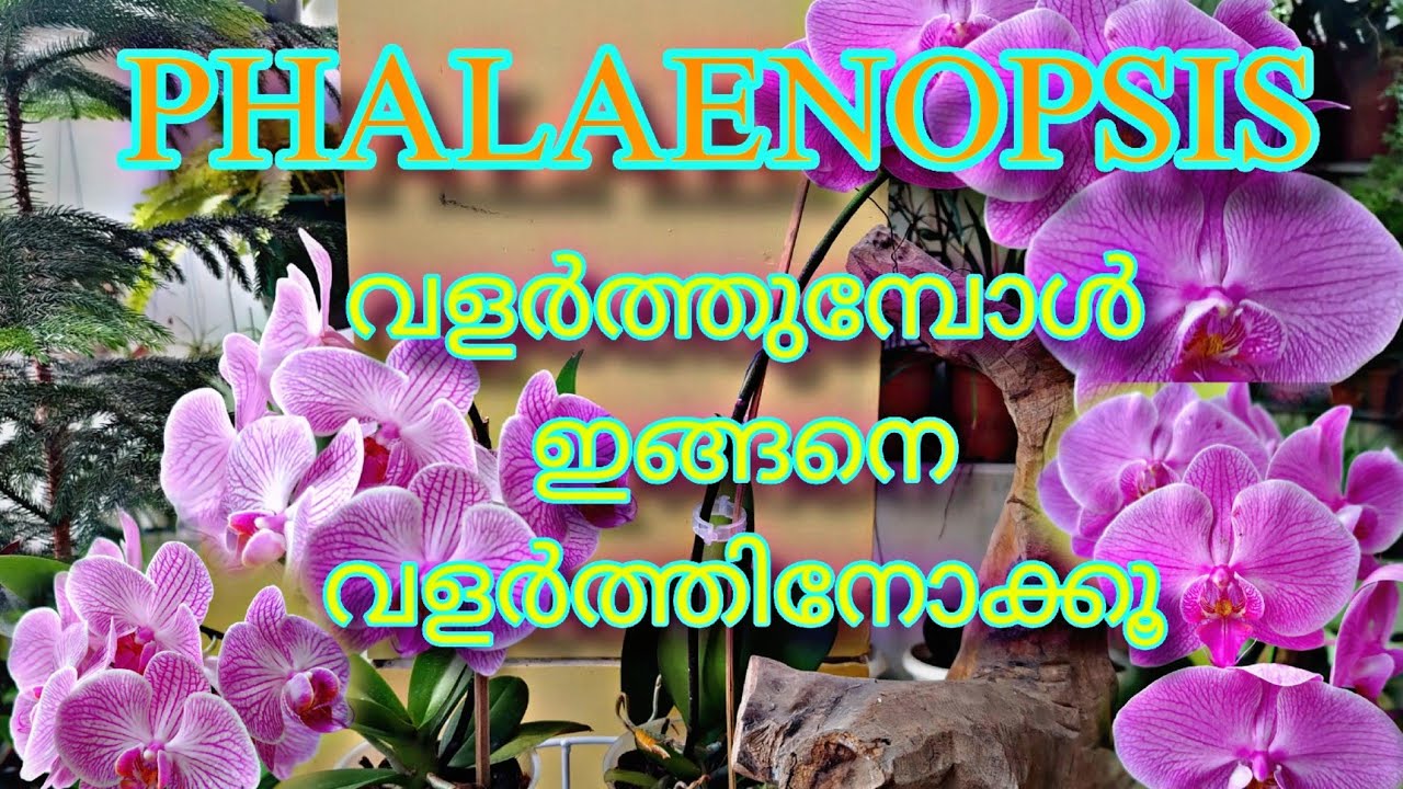 Phalaenopsis orchids caring #how to grow || does and don'ts #viral