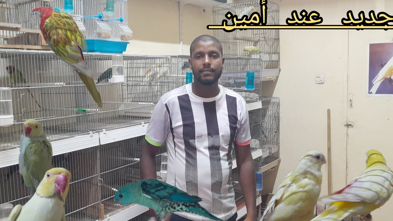فيديو جديد عند أمين. تعرف على أثمنة طيور زينة والمغردة فيشر كروبيو بيروشأكولي كنار روزيلا فرجةممثعة