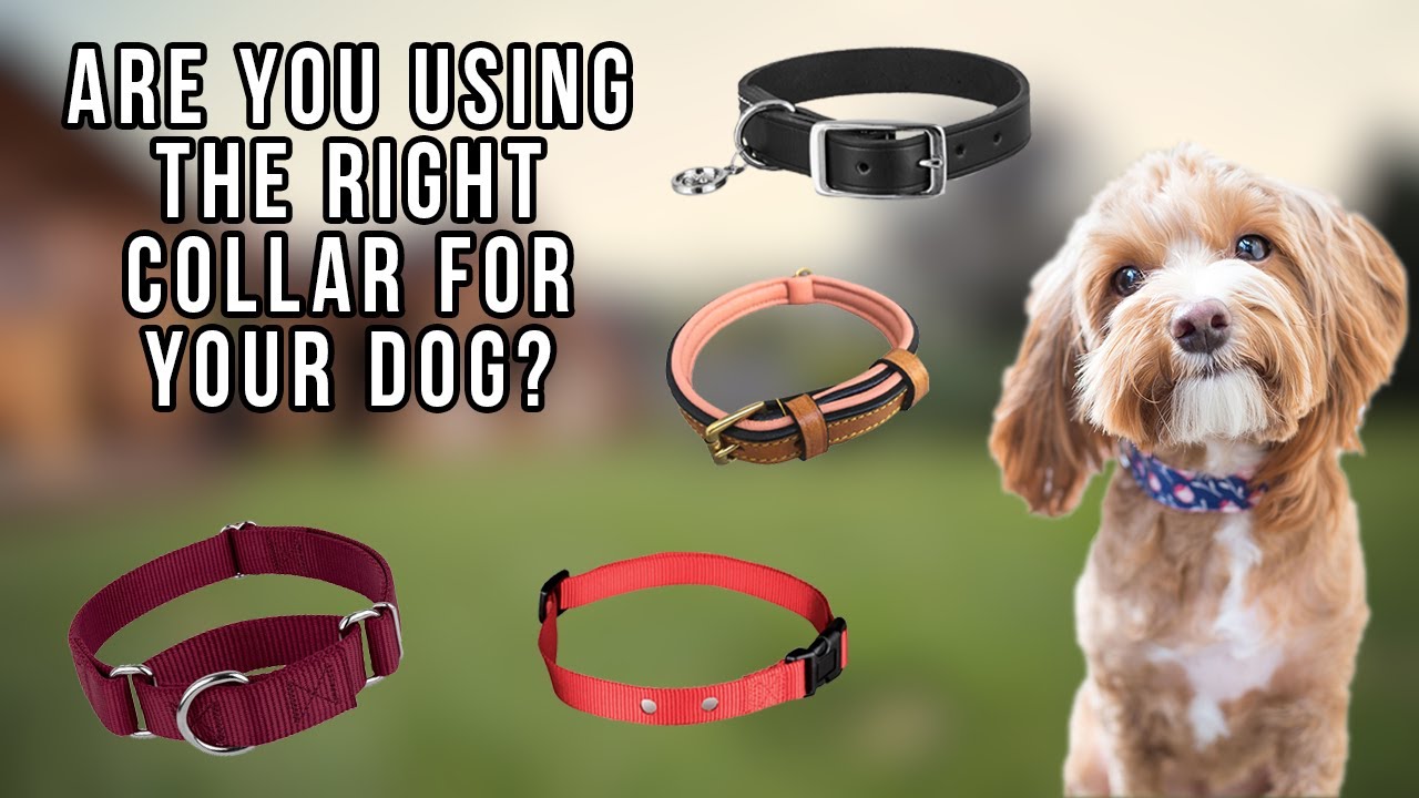 Are You Using The Right Collar?
