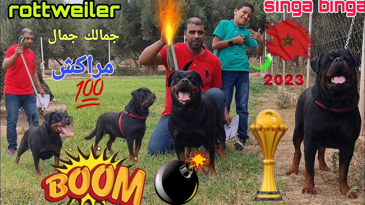 زيارة الي مدينة مراكش رفقتي الولوع عبدالقدر مع احسن الكلاب🏆 #rottweiler #morocco 🎖#malinois👍 شاربون💯
