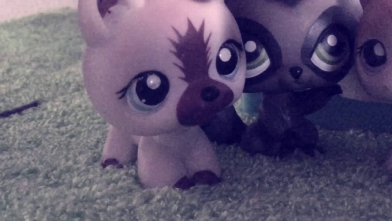 LPS MV 