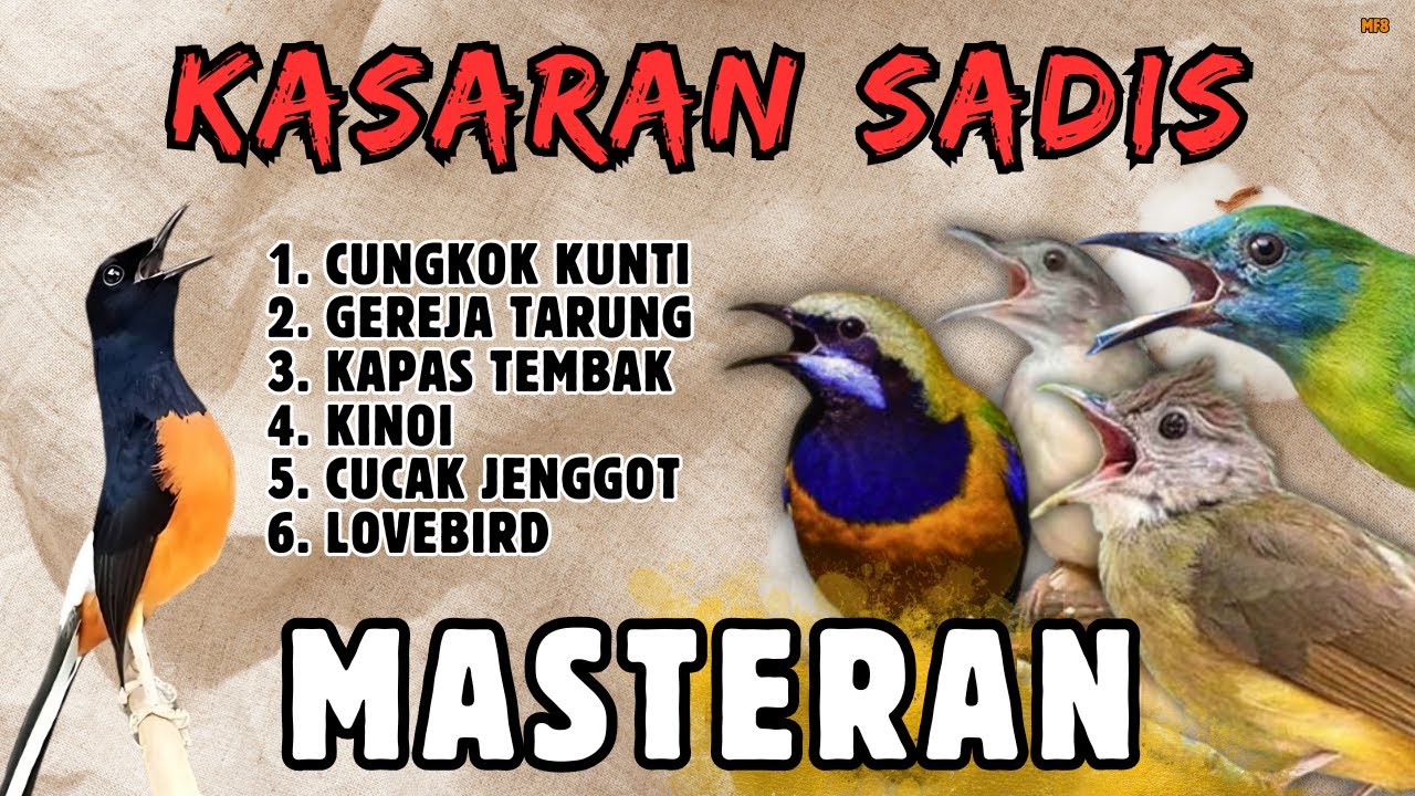 🔴 DONGKRAK EMOSI || MASTERAN MEWAH MURAI BATU GACOR
