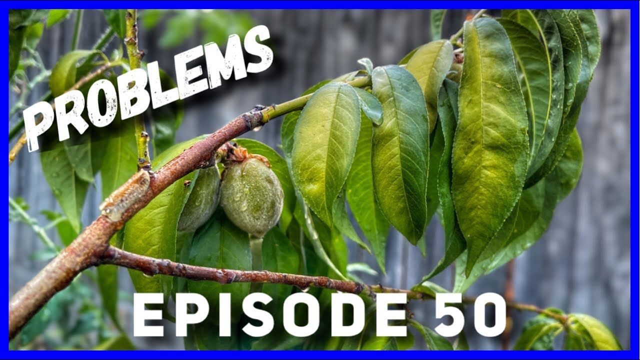 Young Peach Tree Problems & Solutions (Ep. 50)