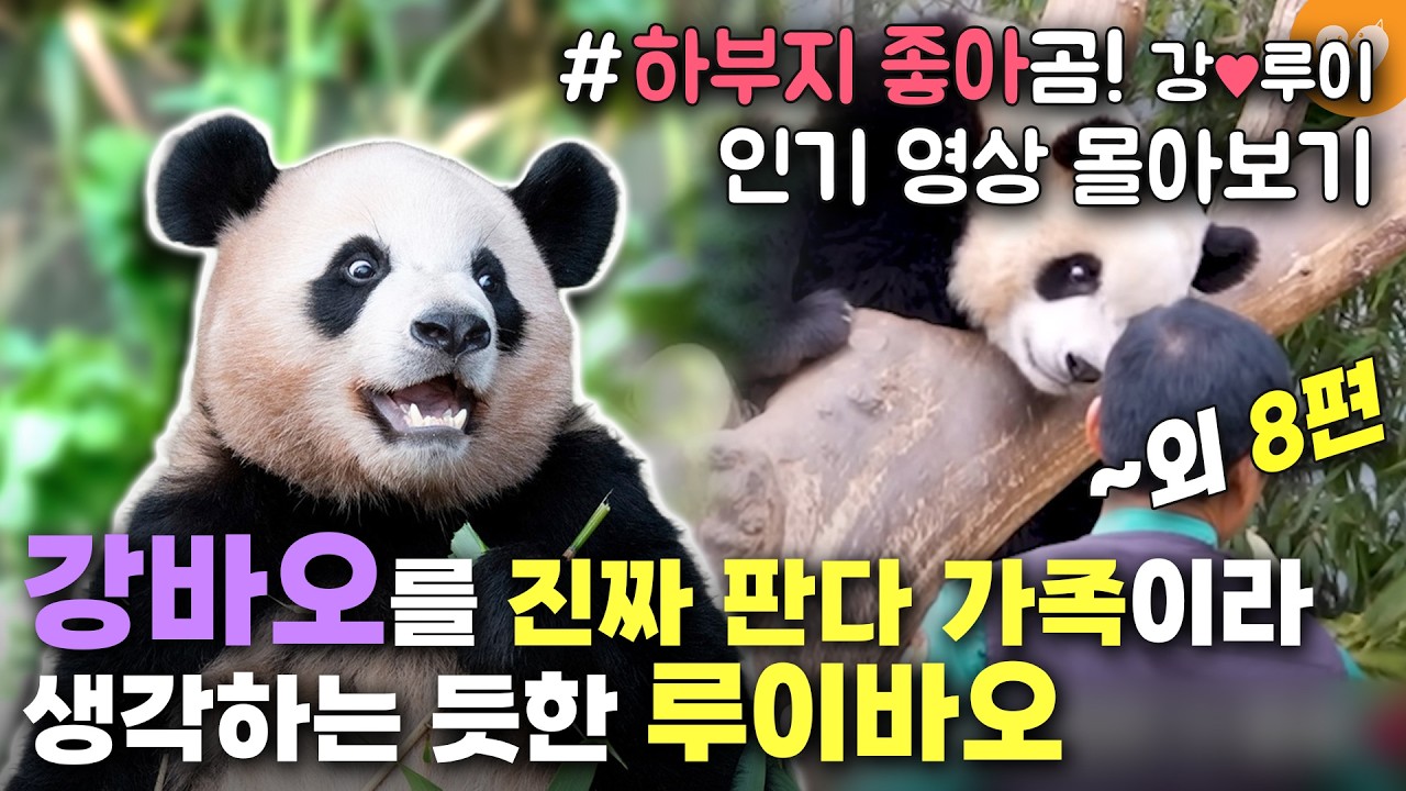 [강바오가 너무 좋은 루이바오 몰아보기] 할부지를 진짜 가족이라고 생각하는 듯한 루이 외 8편
