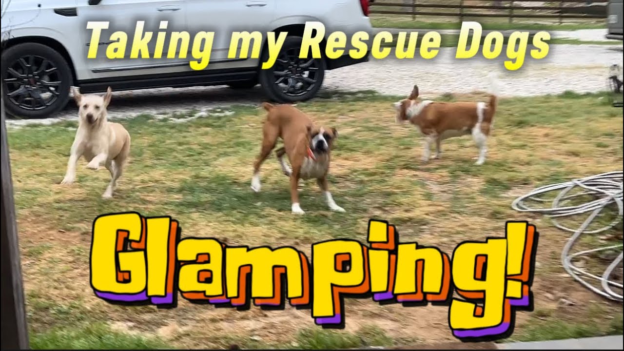 Taking my rescue dogs GLAMPING!
