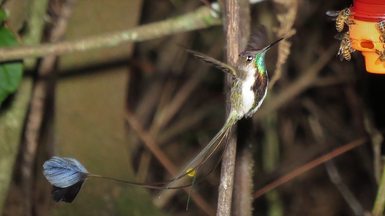 Birding Northern Peru The marvelous Spatuletail