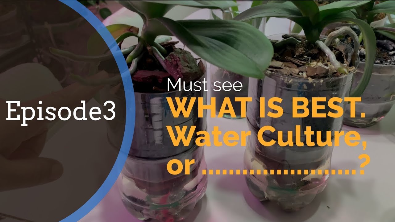 Episode 3: What is The BEST and The Fastest Way of Growing Orchid Roots: Water Culture or .......