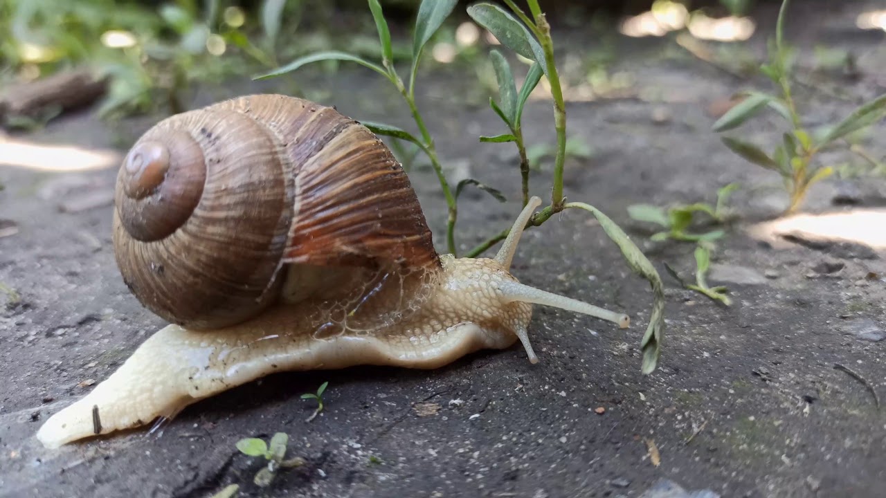 Xiaomi Redmi Note 8 Pro Test Video Macro