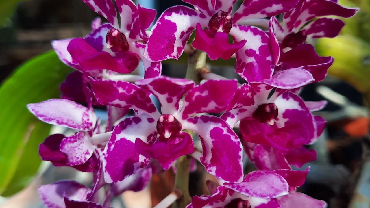 Motes Orchids, new vandas arrived!