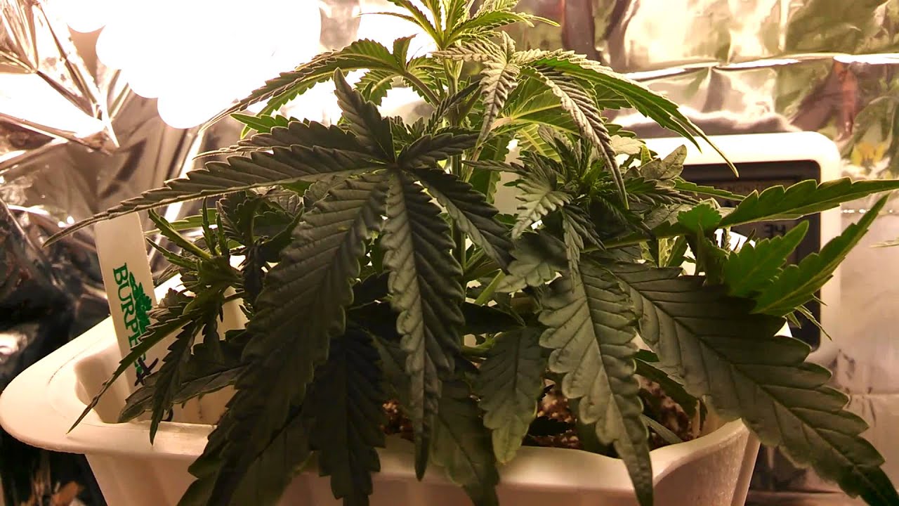 First try at bag seed..
