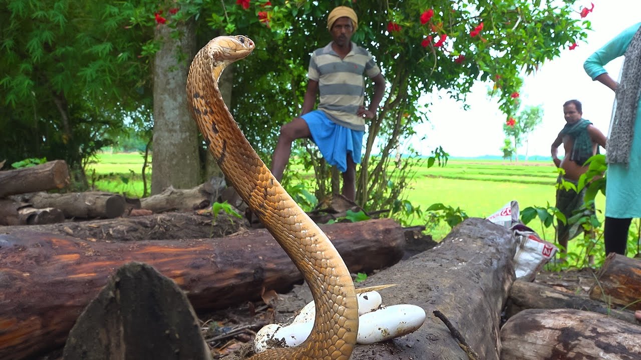 जब कुछ लोग लकड़ी उठा रहे थे, तो देखा काफी आक्रामक Monocled Cobra और उसका अंडा, देखो आगे क्या हुआ