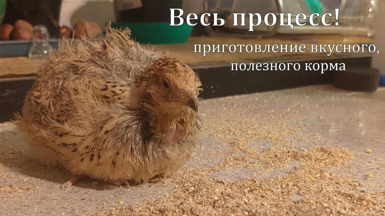 Чем кормить перепелов? Делаем комбикорм своими руками.
