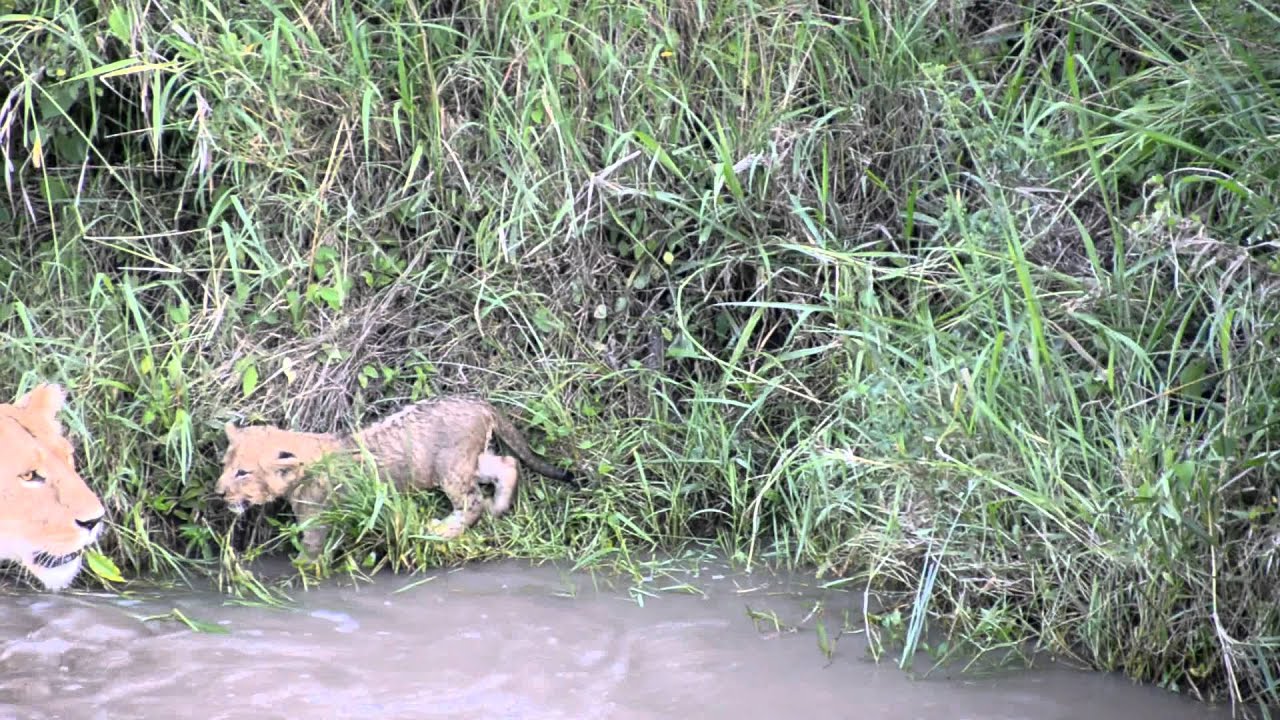 An Independent Cub