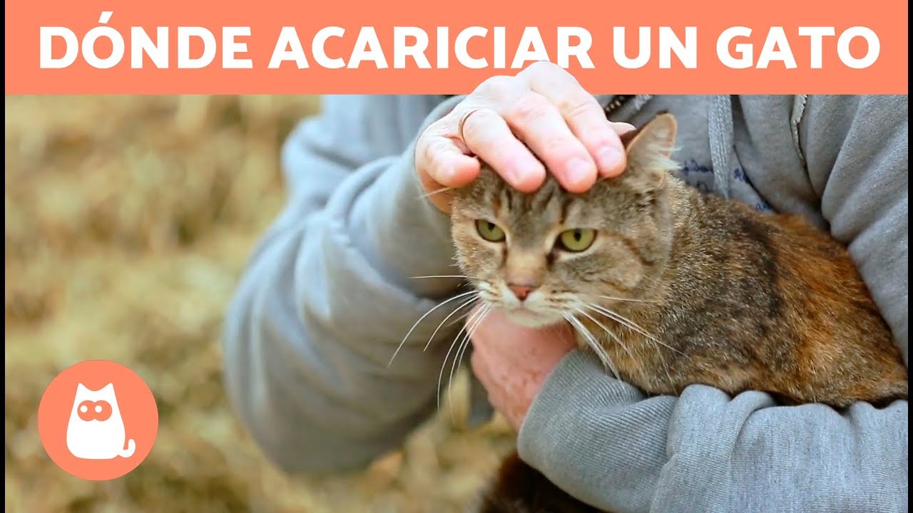 ¿Dónde acariciar a un gato? - ZONAS FAVORITAS Y MÁS
