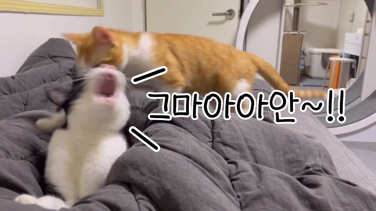 아깽이 유치가 빠졌어요!!🐈 엉아됐으니 형 좀 그만 괴롭혀..💦 껌딱지의 일상 VLOG♥️