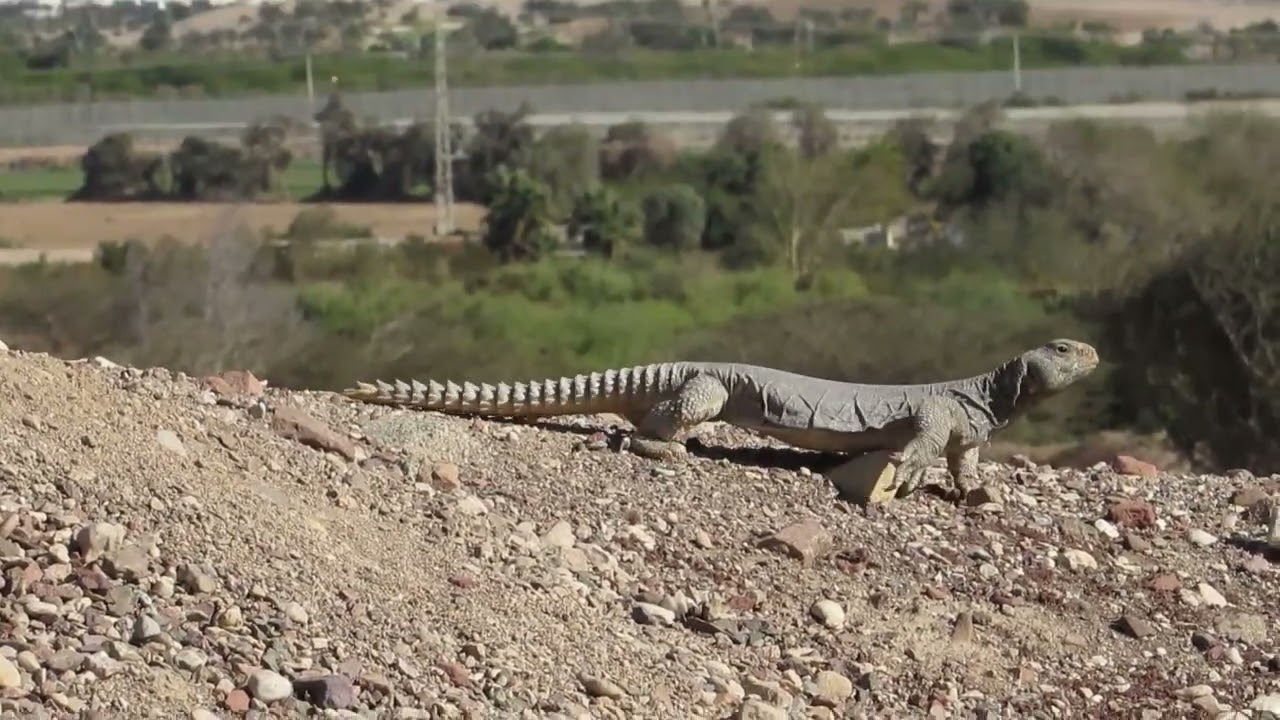 חרדון צב מצוי / עינת שטקלר / Einat Shteckler