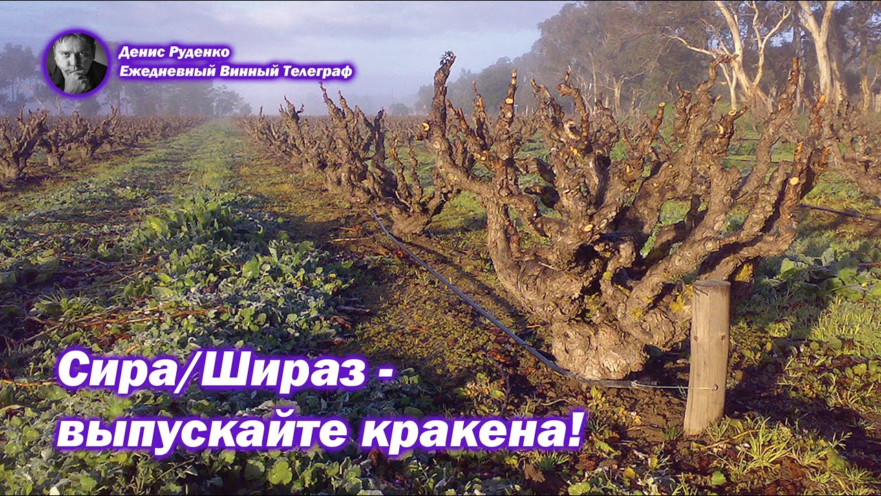 Сира/Шираз - выпускайте кракена!