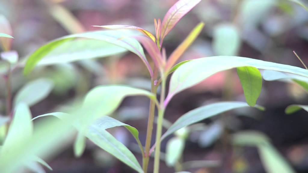 Nursery establishment and management part 1