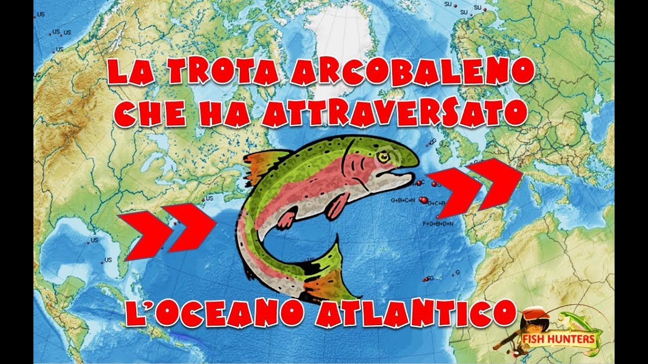 LA TROTA ARCOBALENO CHE HA ATTRAVERSATO L' OCEANO ATLANTICO